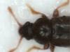 Telmatophilus sp.